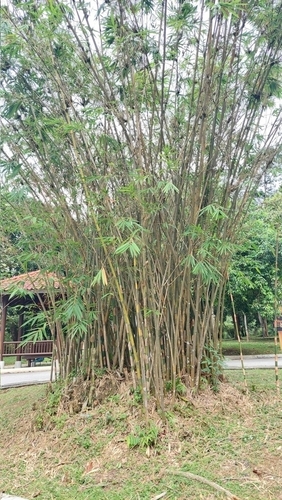 Bambu-barriga-de-buda
