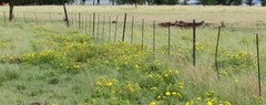 Berkheya onopordifolia