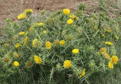 Berkheya onopordifolia