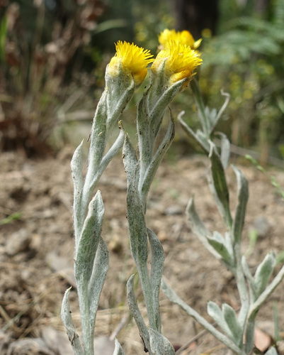 Chrysocephalum apiculatum