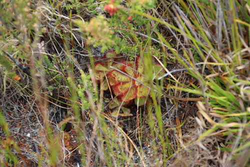 Image of Peninsula Sundew (Drosera cuneifolia) by (c) Tony Rebelo, some rights reserved (CC BY-SA)