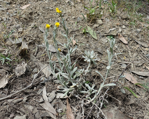 Chrysocephalum apiculatum