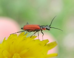 Malachius coccineus