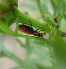 Malachius coccineus