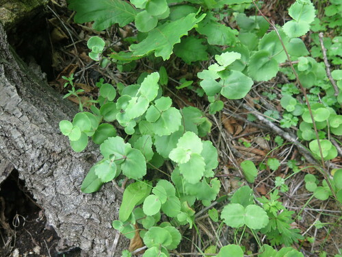 Hylotelephium ussuriense iNat (2)