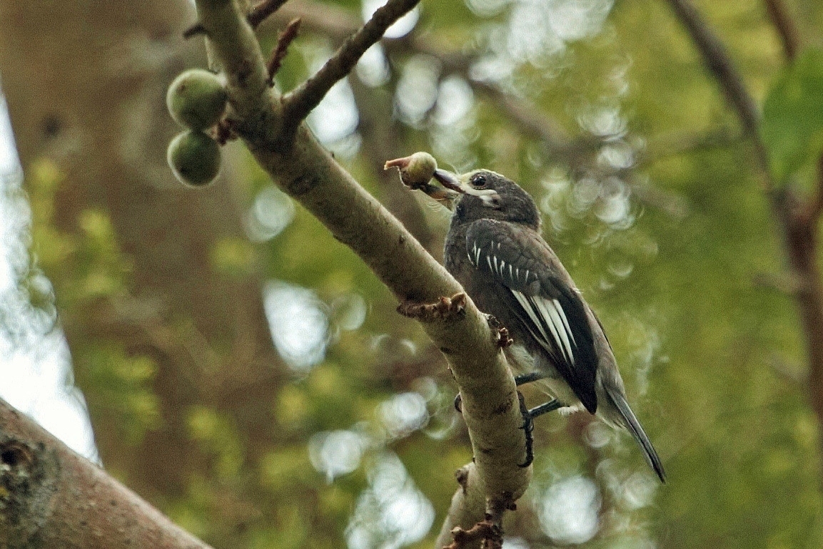 Whyte's Barbet (Stactolaema whytii), photo 10
