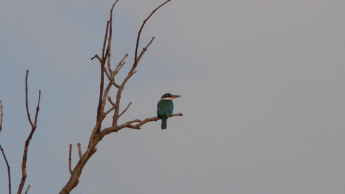 Collared Kingfisher
