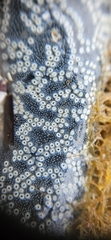Ascidian photo 5