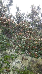 Leptolaena pauciflora