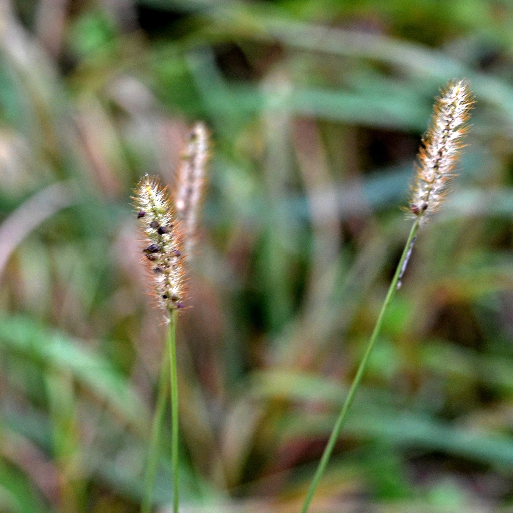 yellow foxtail from Kosmonosy, Česko on November 17, 2023 at 12:36 PM ...