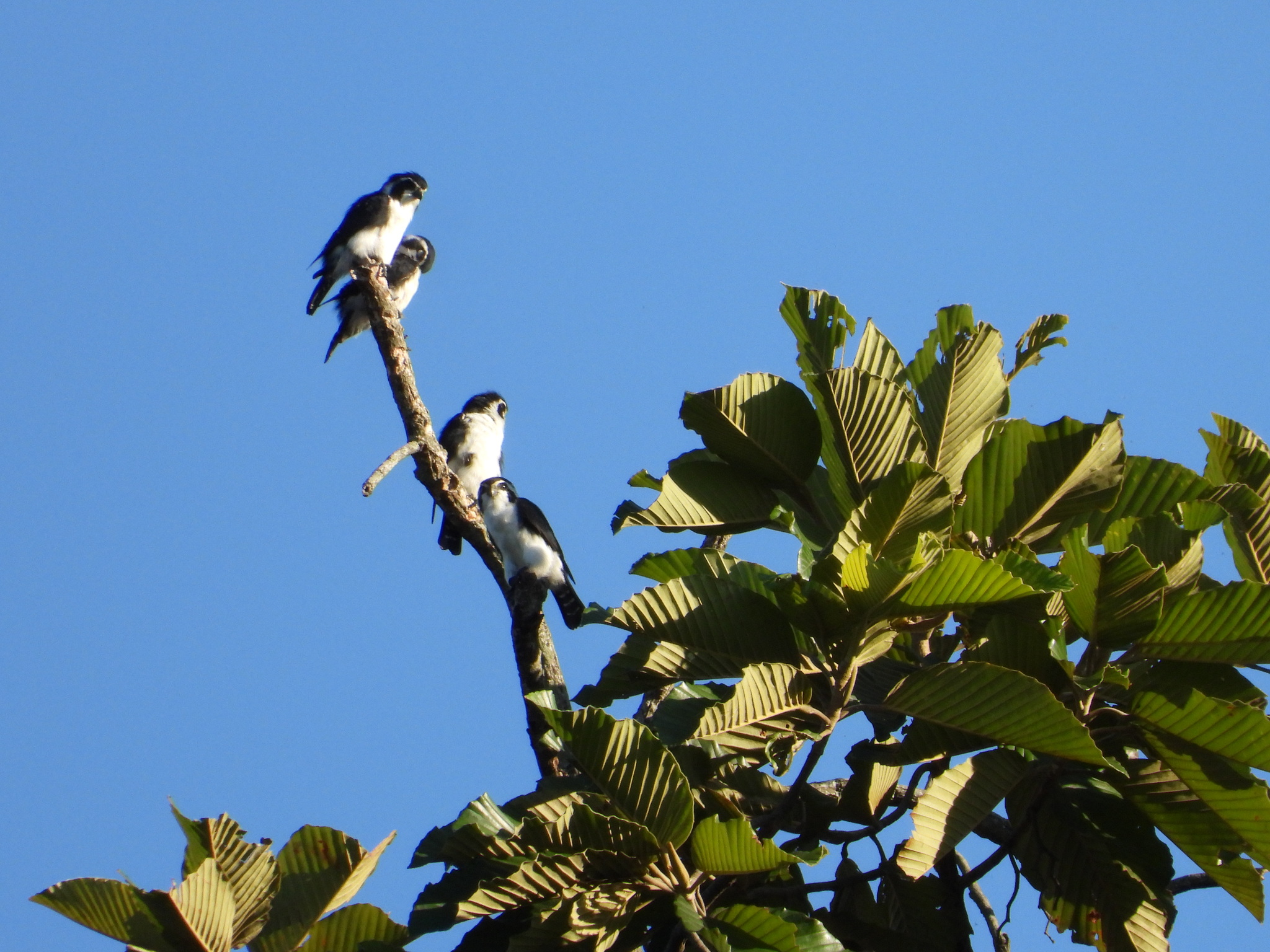 Pied Falconet (Microhierax melanoleucos), photo 5