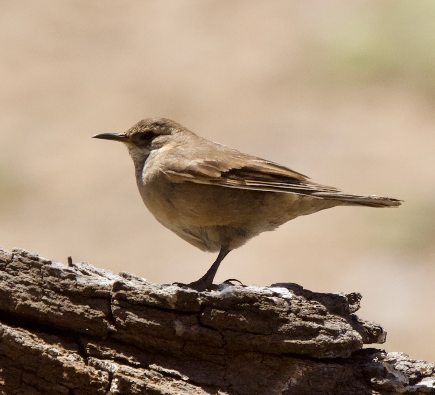 Buff-winged Cinclodes illustration