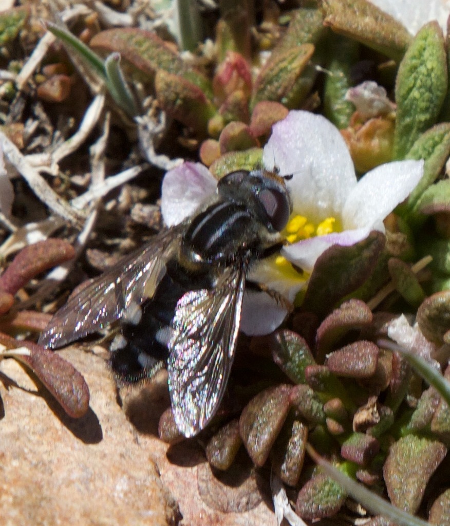 Dolichogyna nigripes