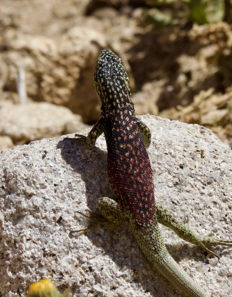 Liolaemus maldonadae