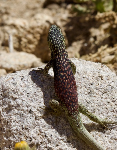 Liolaemus maldonadae