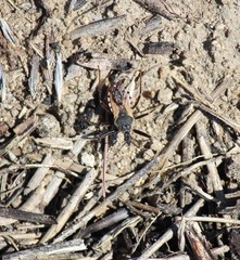 Rhynocoris ventralis