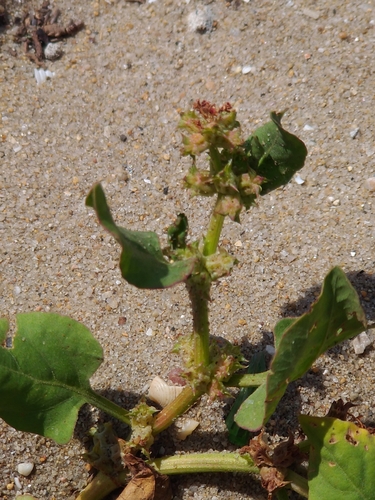 Rumex spinosus