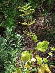 Urtica membranacea