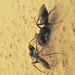 Ant-mimic Spiders - Photo (c) Colin Ralston, some rights reserved (CC BY-NC), uploaded by Colin Ralston