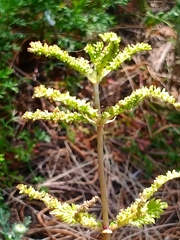 Urtica membranacea