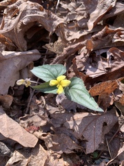 Viola hastata