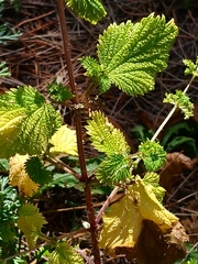 Urtica membranacea