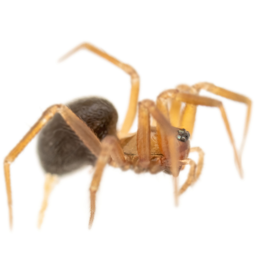 Centromerus arcanus