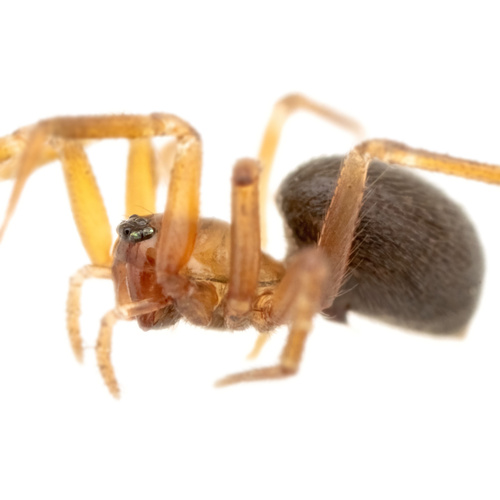 Representative image of Centromerus