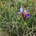 Iris unguicularis cretensis - Photo (c) František Lamla, algunos derechos reservados (CC BY-NC), subido por František Lamla