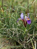 Iris unguicularis cretensis - Photo (c) František Lamla, some rights reserved (CC BY-NC), uploaded by František Lamla