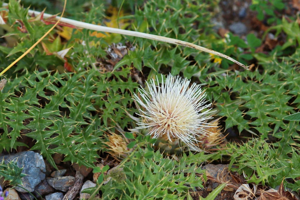 White Artichoke