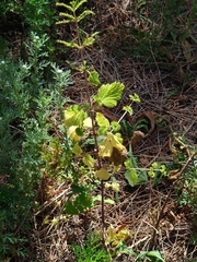 Urtica membranacea