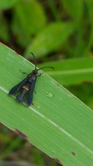 Carmenta pyralidiformis