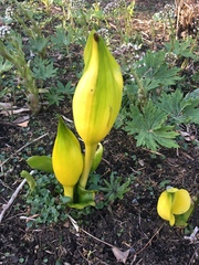 Lysichiton