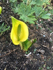Lysichiton