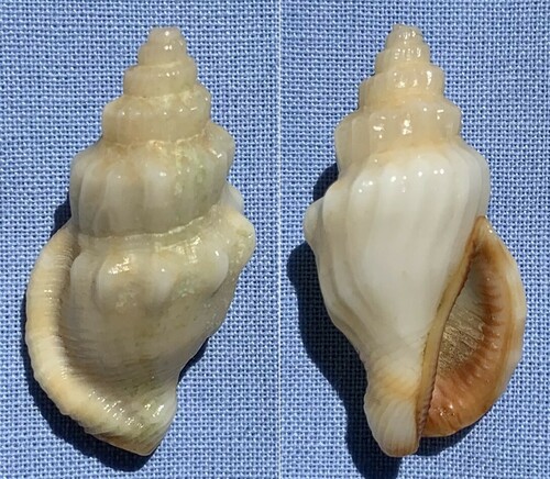 Strombus erythrinus erythrinus, 2017-09-22