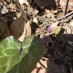 Hexastylis virginica