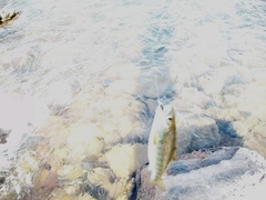 Salmo salar