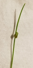 Isolepis carinata