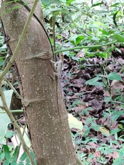 Anolis tropidogaster