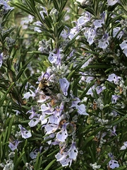 Melecta albifrons