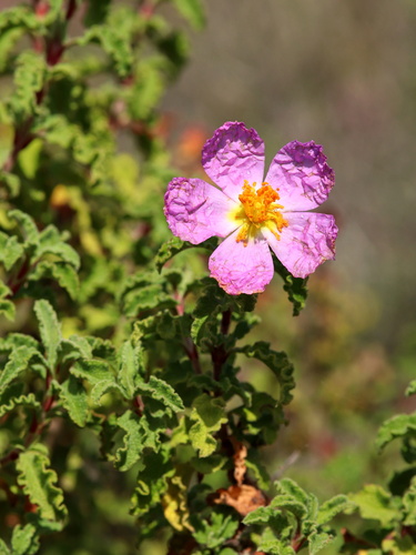 Cistus creticus L.