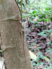 Anolis tropidogaster