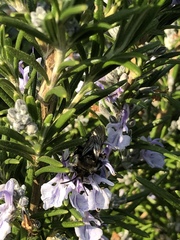 Melecta albifrons