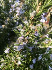 Melecta albifrons