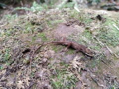 Anolis tropidogaster