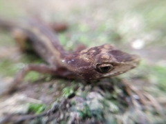 Anolis tropidogaster