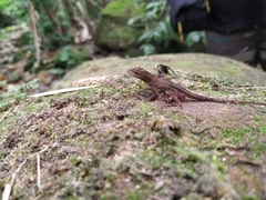 Anolis tropidogaster
