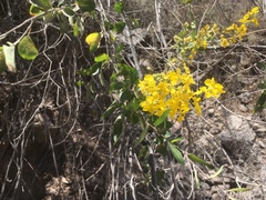 Echinopterys eglandulosa