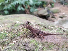 Anolis tropidogaster